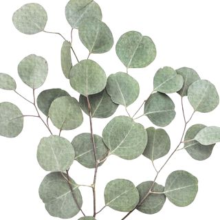 EUCALYPTUS